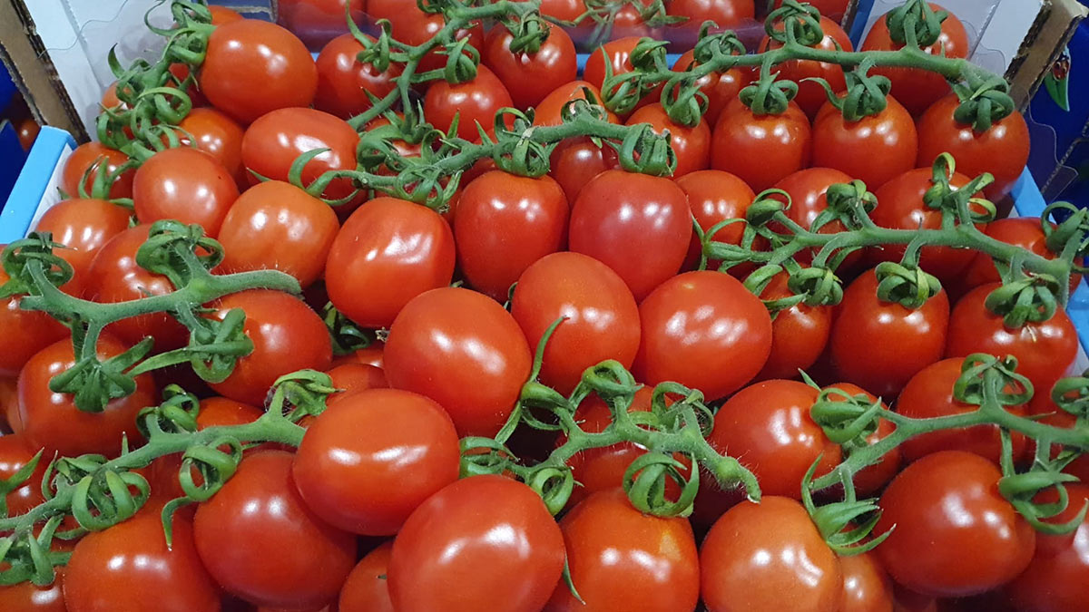 Pomodoro piccadilly - 1,20 euro al chilogrammo